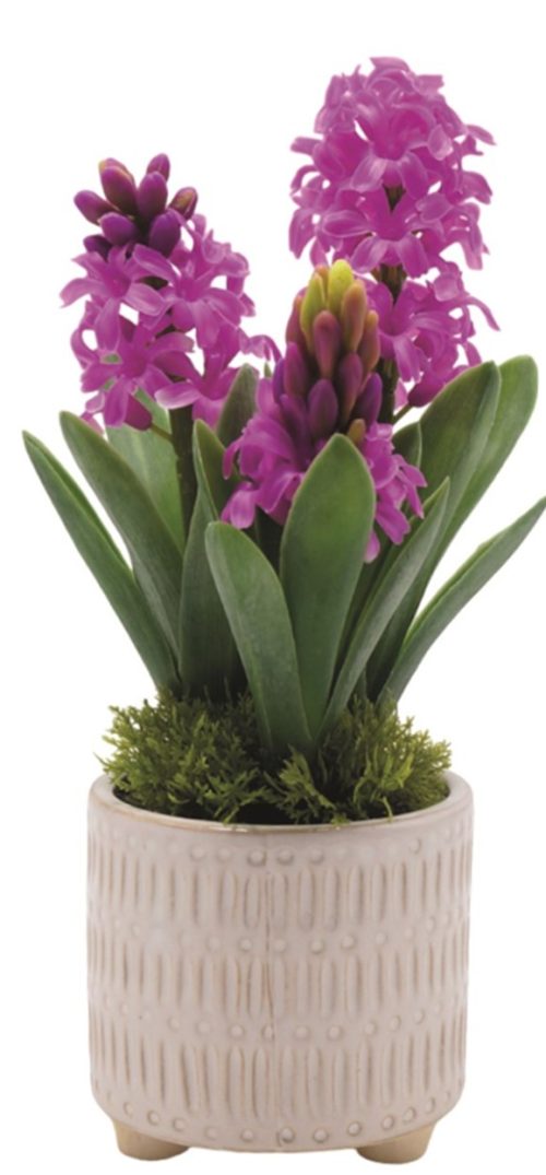 Pink Hyacinth in a Beige Pot 30cm
